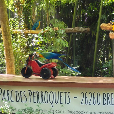 Découvrez le Parc aux Perroquets de Bren (Drôme), un site unique en Drôme des Collines, célèbre pour ses aras sublimes et ses animations pédagogiques insolites. Explorez son rôle de refuge, ses défis actuels et comment soutenir ce trésor animalier. Une visite incontournable pour toute la famille.