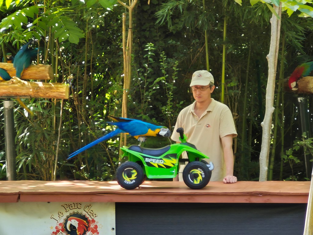 Découvrez le Parc aux Perroquets de Bren (Drôme), un site unique en Drôme des Collines, célèbre pour ses aras sublimes et ses animations pédagogiques insolites. Explorez son rôle de refuge, ses défis actuels et comment soutenir ce trésor animalier. Une visite incontournable pour toute la famille.