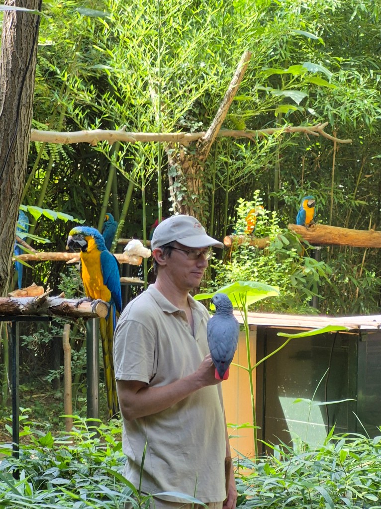 Découvrez le Parc aux Perroquets de Bren (Drôme), un site unique en Drôme des Collines, célèbre pour ses aras sublimes et ses animations pédagogiques insolites. Explorez son rôle de refuge, ses défis actuels et comment soutenir ce trésor animalier. Une visite incontournable pour toute la famille.